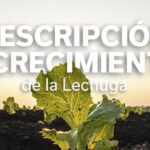 REVISTA LECHUGA