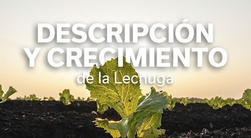 REVISTA LECHUGA
