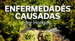 REVISTA LECHUGA