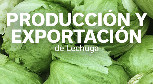 REVISTA LECHUGA