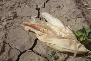 TIJERA AL AGRO