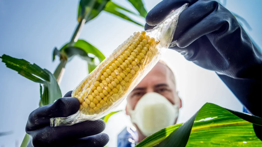 MAÍZ TRANSGÉRICO