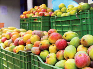 MANGO PERUANO