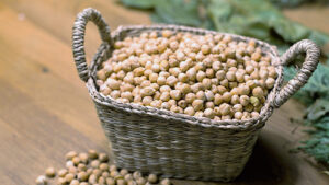 CULTIVO DE GARBANZO