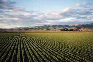 CAIDA PRODUCCIÓN AGROPECUARIA