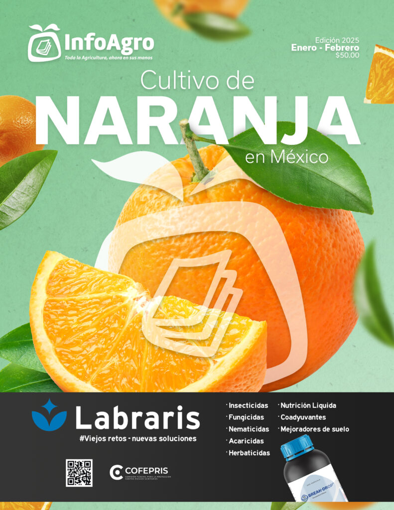CULTIVO DE MARANJA