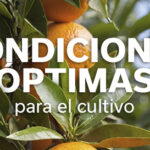 REVISTA NARANJA