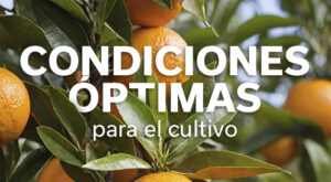 REVISTA NARANJA