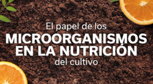 REVISTA NARANJA