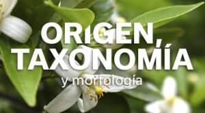 REVISTA NARANJA