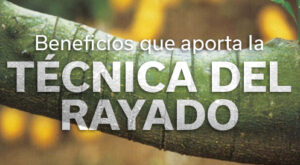 REVISTA NARANJA