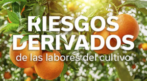 REVISTA NARANJA
