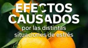REVISTA NARANJA