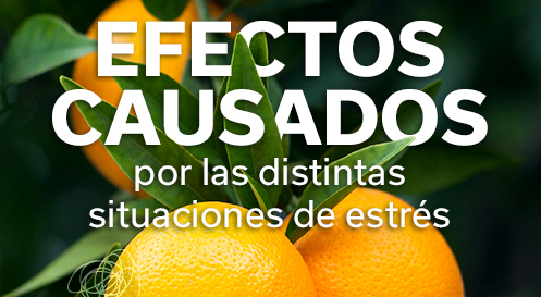 REVISTA NARANJA