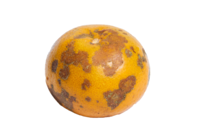 REVISTA NARANJA