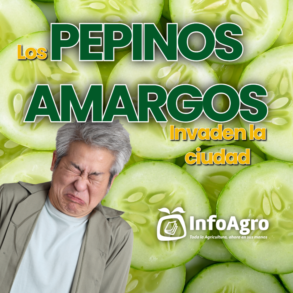 pepinos amargos