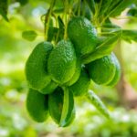 Aguacate mexicano fortalece la balanza comercial del país y dinamiza la economía regional