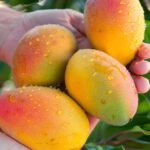 Reflexiones sobre la industria del mango en Estados Unidos