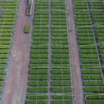 APEAM prepara 650 mil pinos en 2026