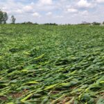 Qué es el Acame en los Cultivos