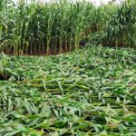 Fuertes lluvias en Sinaloa dejan daños y también beneficios para el campo