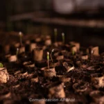 APEAM fortalece la reforestación en Jalisco