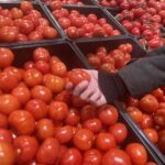 ¿Por qué está tan alto el precio del tomate en México este 2026? Causas y pronósticos