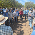 Los Mochis, epicentro del debate técnico y comercial del mango en México